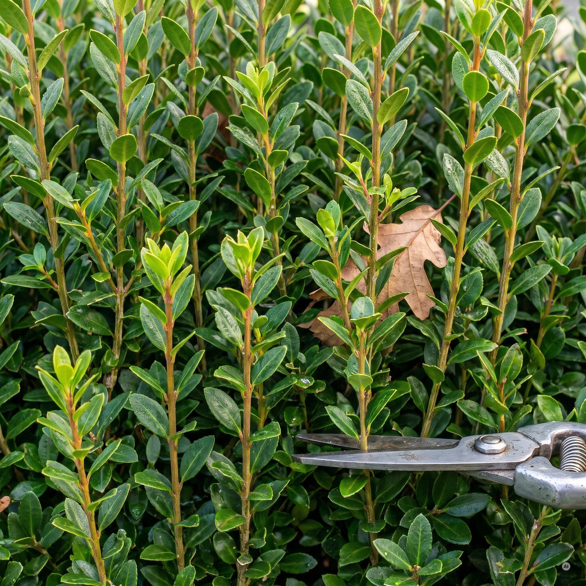 Senkrechte Zweige der Japanischen Stechpalme 'Caroline Upright' mit kleinen, glänzend dunkelgrünen Blättern und rotbraunen jungen Trieben, daneben eine Gartenschere