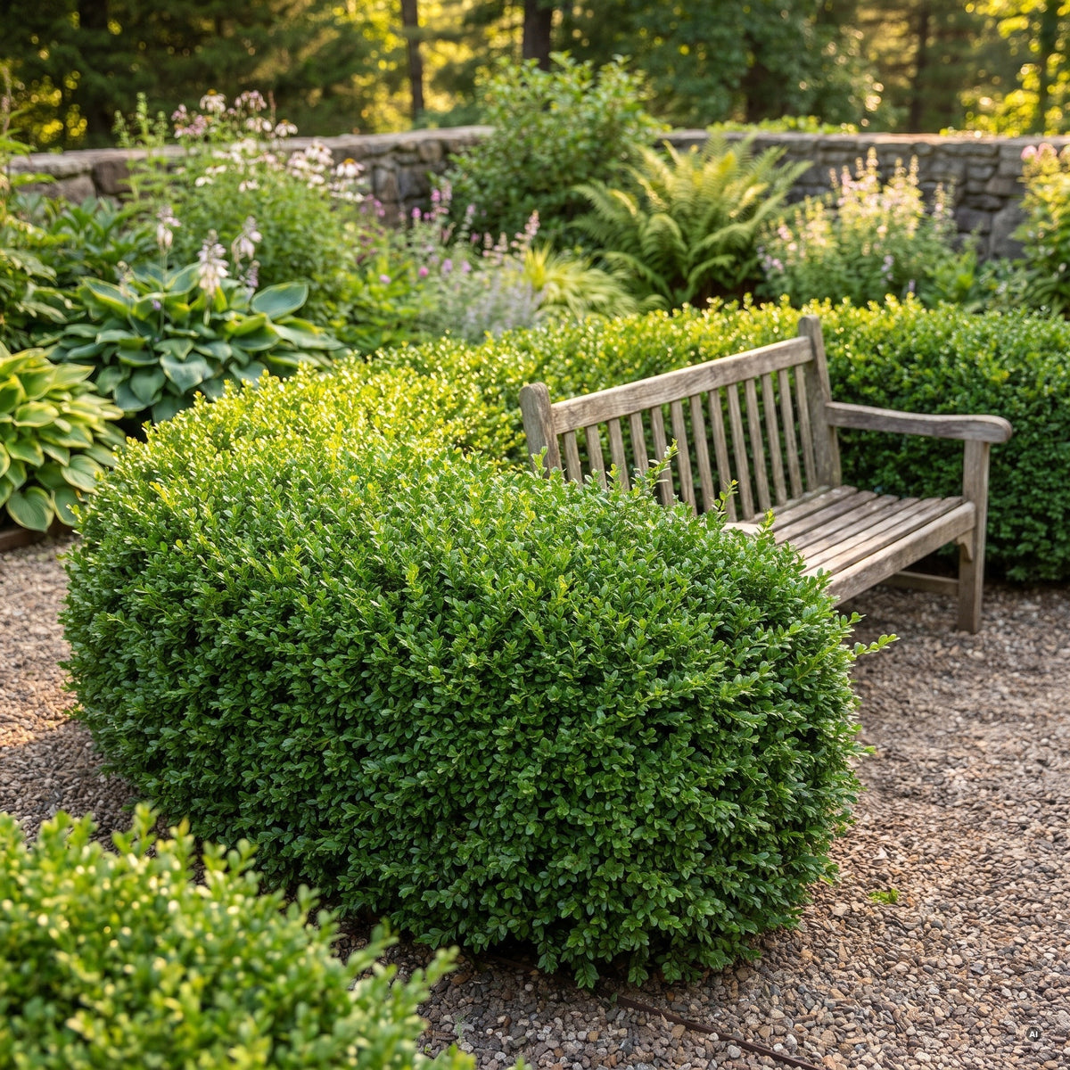 Niedrige, breite, oben gerundete Hecke aus Ilex crenata 'Convexa' um einen Sitzplatz mit Holzbank und Kies