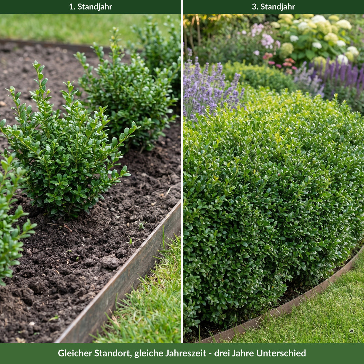 Einfassung aus Ilex crenata 'Convexa' an einer Rasenkante im ersten und im dritten Standjahr – gleicher Standort, gleiche Jahreszeit