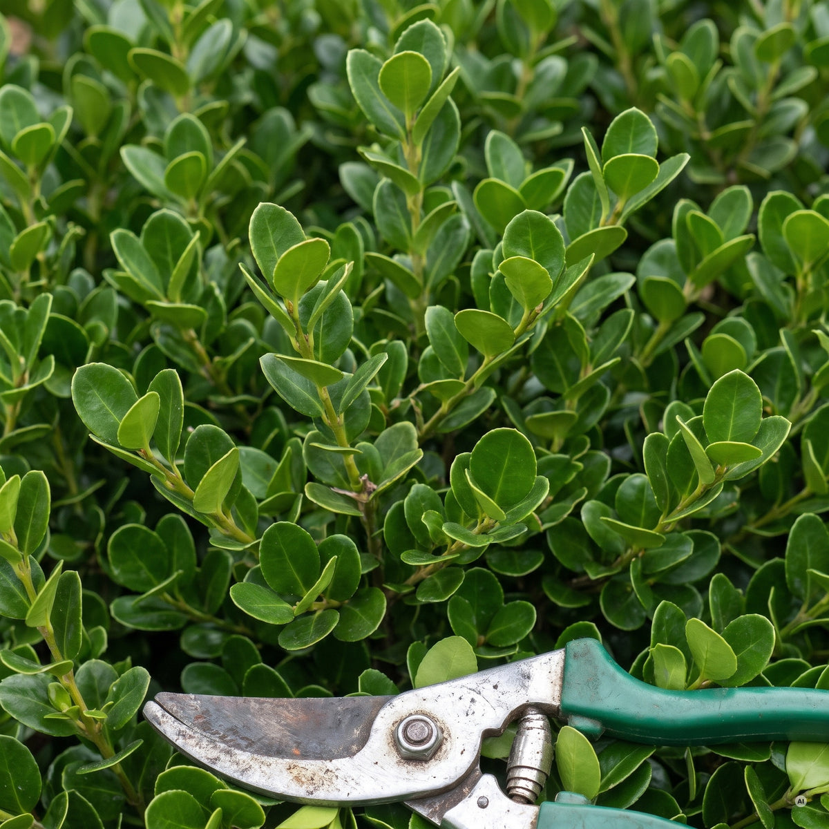 Kleine, löffelförmig nach oben gewölbte, glänzend dunkelgrüne Blätter der Japanischen Stechpalme 'Convexa', daneben eine Gartenschere