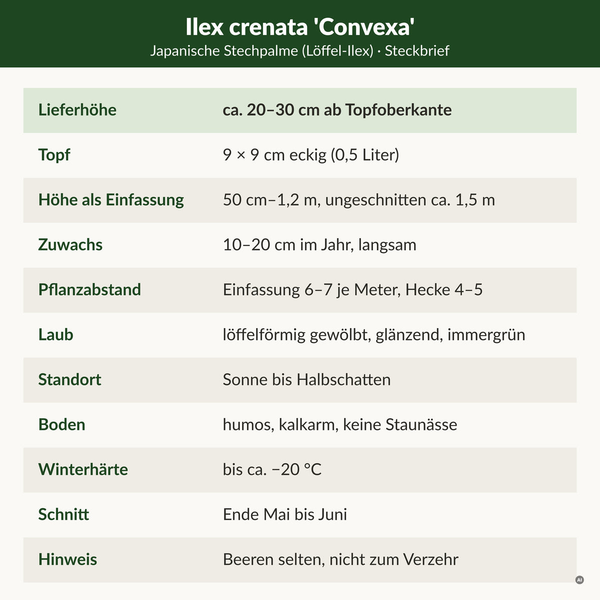 Steckbrief Japanische Stechpalme 'Convexa': Lieferhöhe ca. 20–30 cm ab Topfoberkante, 9 × 9 cm Topf, als Einfassung 50 cm–1,2 m, 10–20 cm Zuwachs, winterhart bis ca. −20 °C, kalkarmer Boden