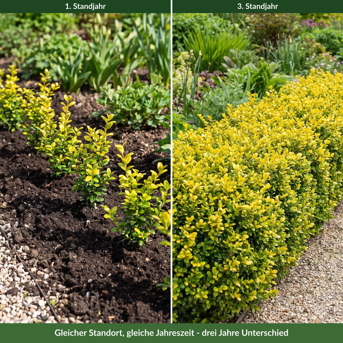Einfassung aus Ilex crenata 'Convexed Gold' an einem Kiesweg im ersten und im dritten Standjahr – gleicher Standort, gleiche Jahreszeit