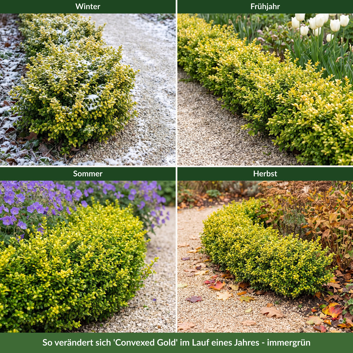 Gelb-grüne Einfassung aus Ilex crenata 'Convexed Gold' im Winter mit Raureif, im Frühjahr, im Sommer und im Herbst – immergrün