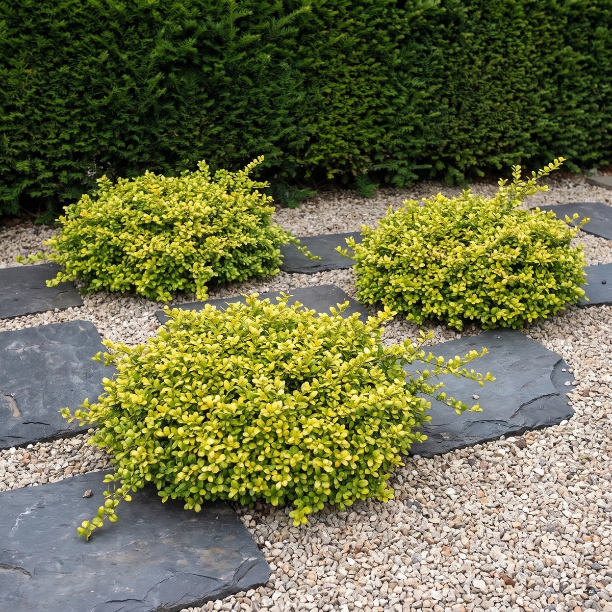 Drei gelb-grüne Polster aus Ilex crenata 'Convexed Gold' zwischen Schieferplatten und Kies vor einer Eibenhecke