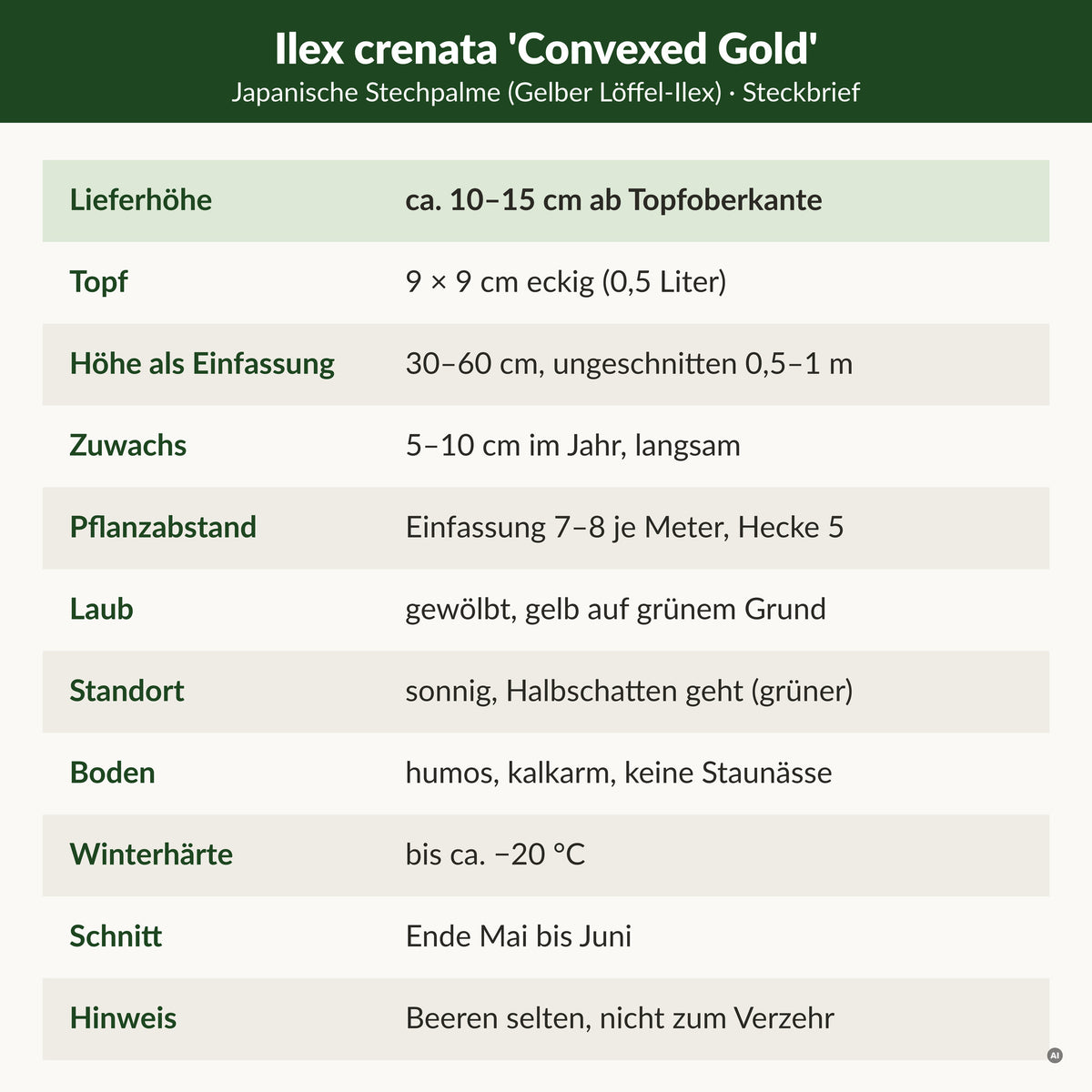 Steckbrief Japanische Stechpalme 'Convexed Gold': Lieferhöhe ca. 10–15 cm ab Topfoberkante, 9 × 9 cm Topf, als Einfassung 30–60 cm, 5–10 cm Zuwachs, gewölbte Blätter gelb auf grünem Grund, winterhart bis ca. −20 °C