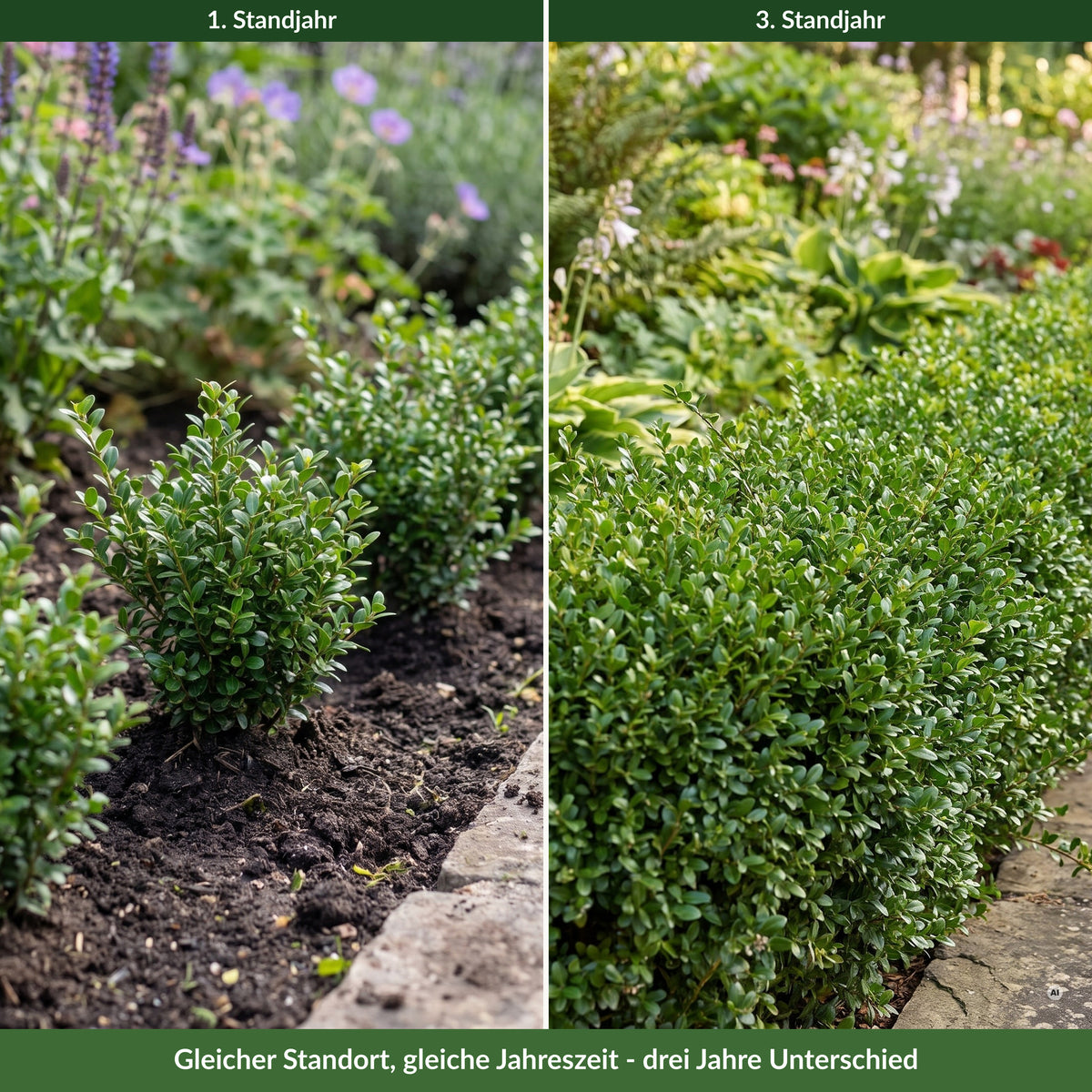 Beeteinfassung aus Ilex crenata 'Glory Gem' im ersten und im dritten Standjahr – gleicher Standort, gleiche Jahreszeit
