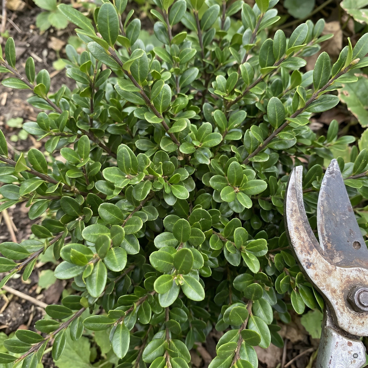 Zweige der Japanischen Stechpalme 'Glory Gem' mit sehr kleinen, ovalen, glänzend dunkelgrünen Blättern, daneben eine Gartenschere
