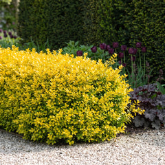 Niedrige, gerundet geschnittene, goldgelbe Einfassung aus Japanischer Stechpalme Ilex crenata 'Golden Gem' an einem hellen Kiesweg, dahinter dunkelviolette Tulpen und eine dunkelgrüne Eibenhecke
