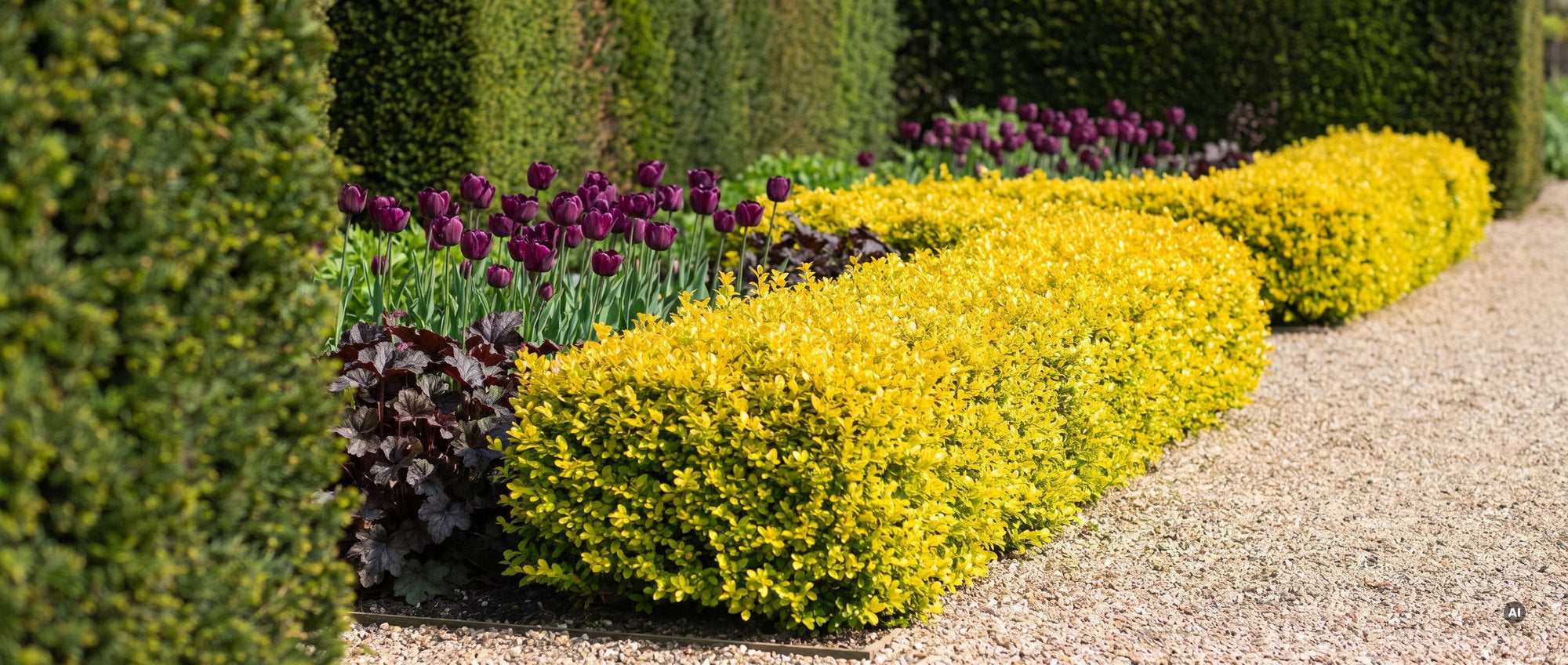 Lange, niedrige, goldgelbe Einfassung aus Japanischer Stechpalme Ilex crenata 'Golden Gem' an einem hellen Kiesweg, dahinter dunkelviolette Tulpen und eine dunkelgrüne Eibenhecke