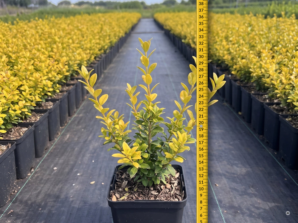 Junge Ilex crenata 'Golden Gem' im 9 × 9 cm Topf mit Zollstock im Freilandquartier, Lieferhöhe ca. 20–30 cm ab Topfoberkante