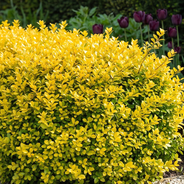 Goldgelbe, gerundete Einfassung aus Ilex crenata 'Golden Gem' am Kiesweg