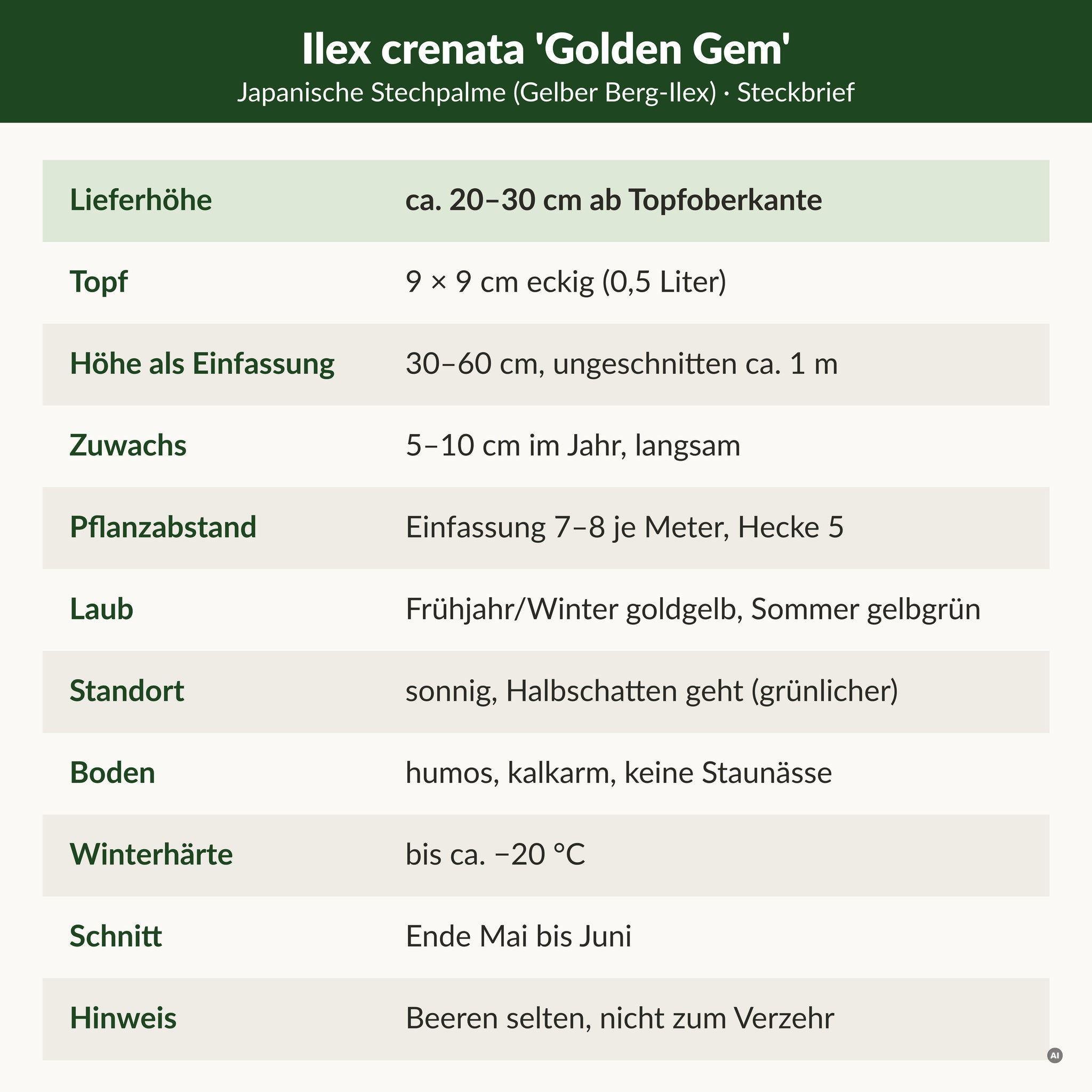 Steckbrief Japanische Stechpalme 'Golden Gem': Lieferhöhe ca. 20–30 cm ab Topfoberkante, 9 × 9 cm Topf, als Einfassung 30–60 cm, 5–10 cm Zuwachs, Laub im Frühjahr und Winter goldgelb, im Sommer gelbgrün, winterhart bis ca. −20 °C