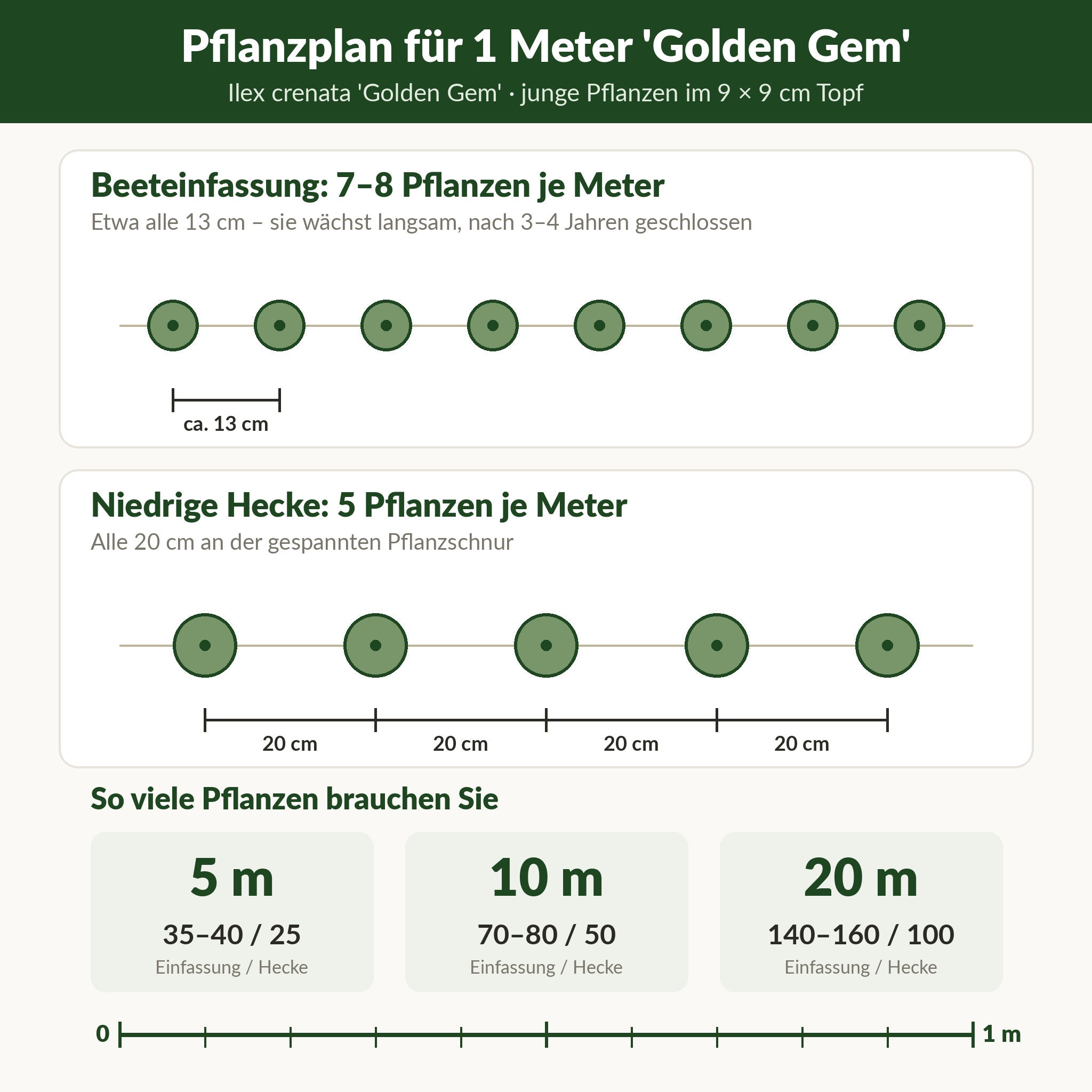 Pflanzplan für 1 Meter 'Golden Gem': Einfassung 7–8 Pflanzen etwa alle 13 cm, niedrige Hecke 5 Pflanzen alle 20 cm