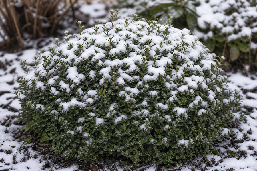 Geschnittene Kugel aus Berg-Ilex mit Schneehaube, darunter sattgrünes Laub