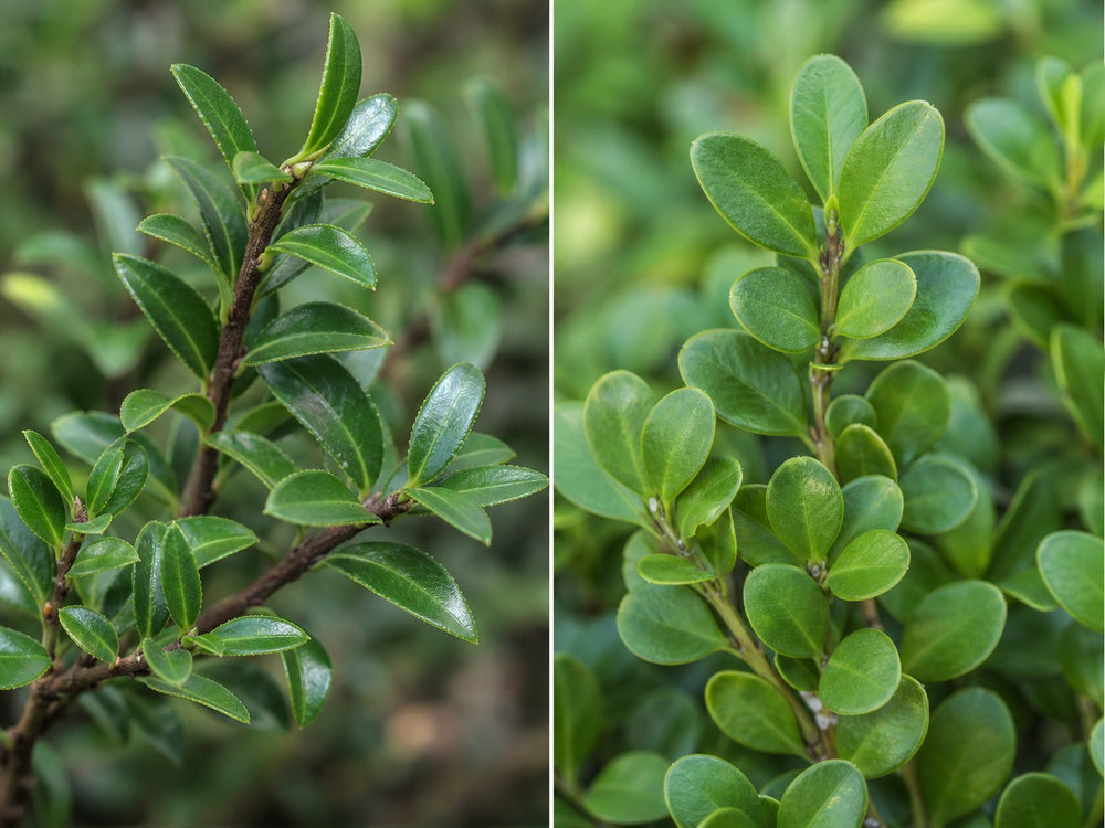 Blattvergleich: links Ilex crenata mit länglichen Blättern, rechts Buchsbaum mit runden Blättern