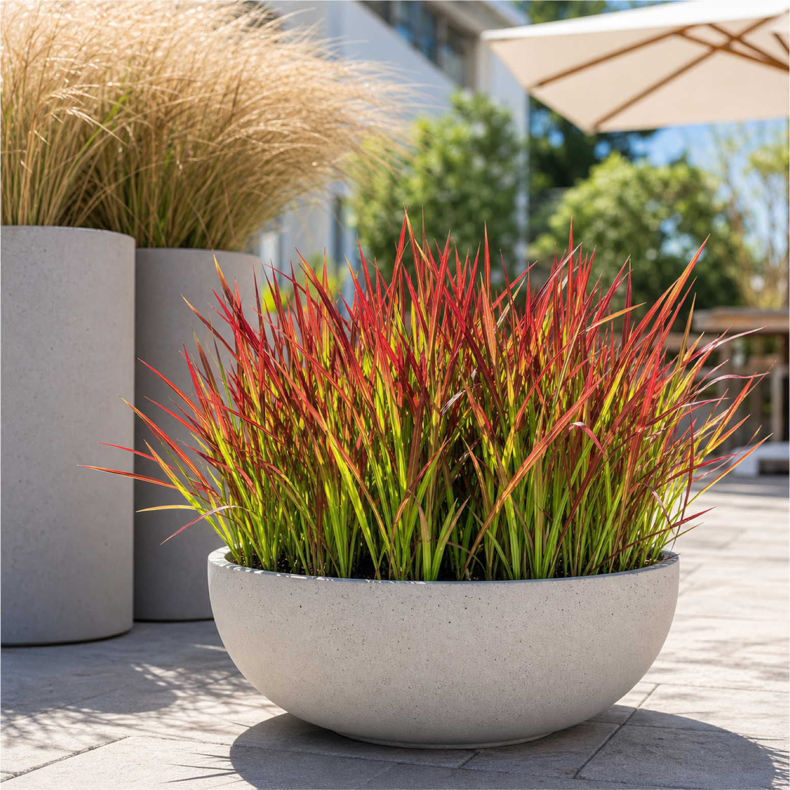 Japanisches Blutgras 'Red Baron' im Kübel auf einer sonnigen Terrasse