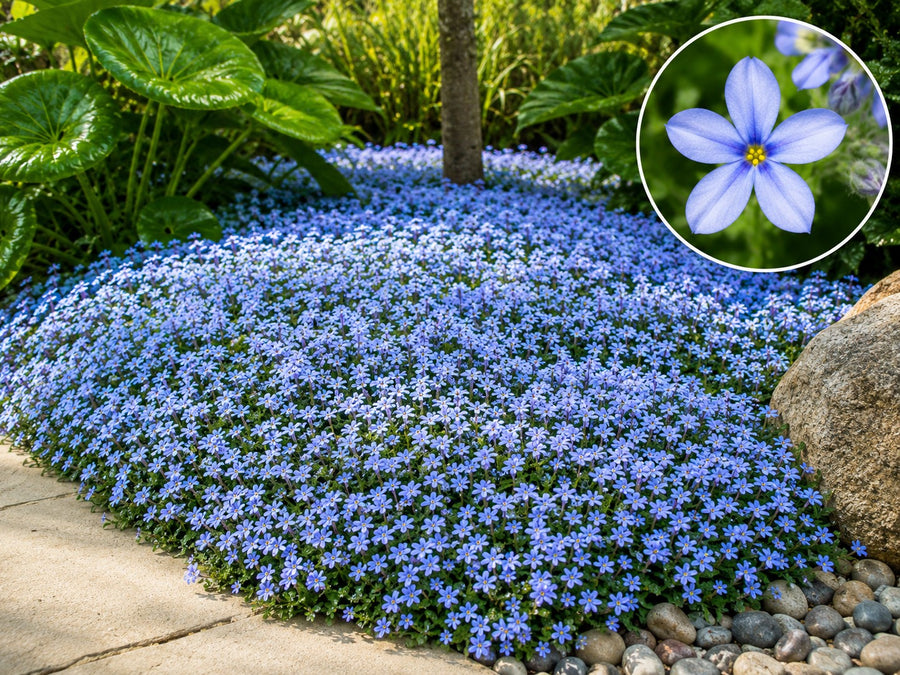 Geschlossener Blütenteppich aus Blauem Bubikopf mit unzähligen hellblauen Sternblüten