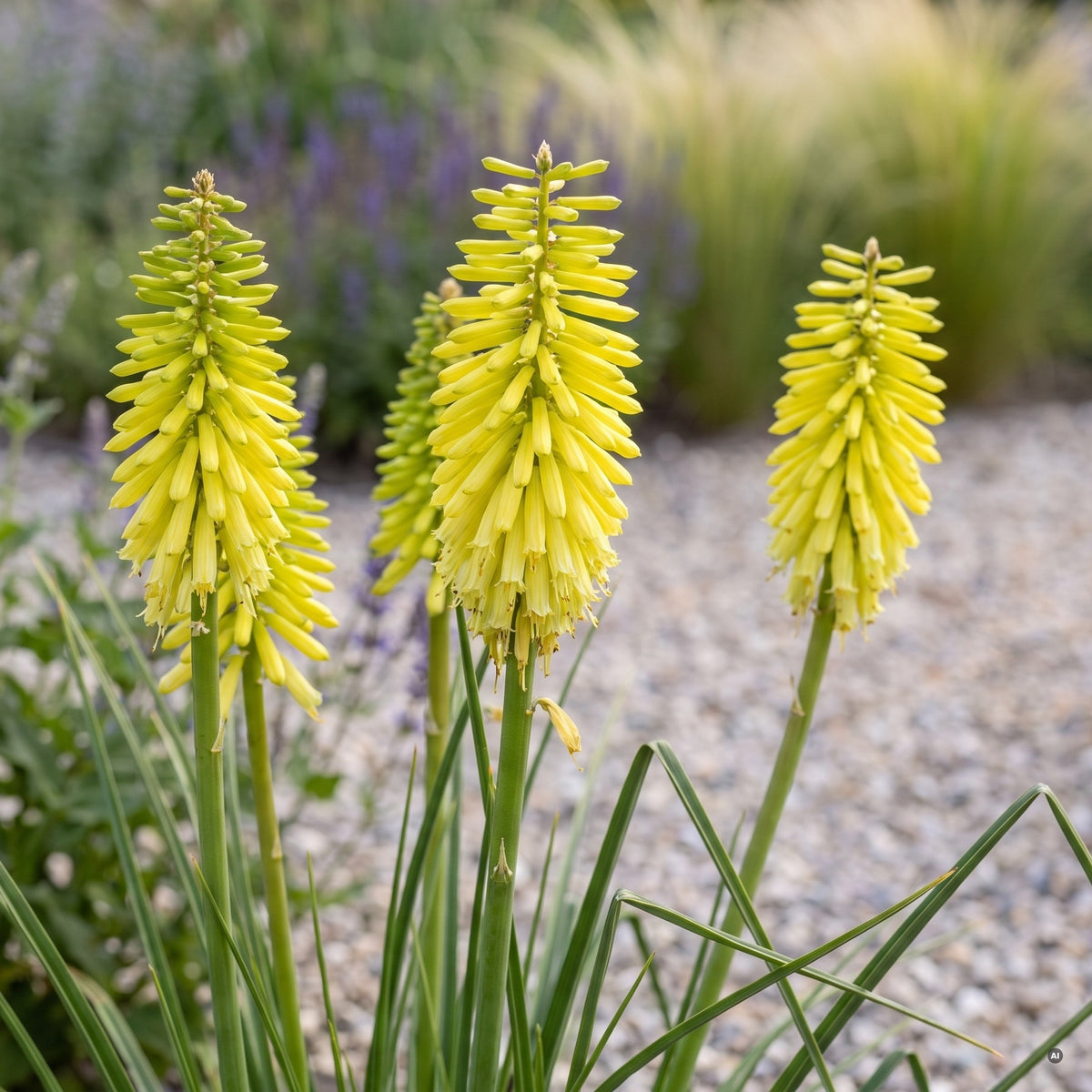 Blütenkerzen von Kniphofia 'Lemon Popsicle' in frischem Zitronengelb mit grünlichen Knospen