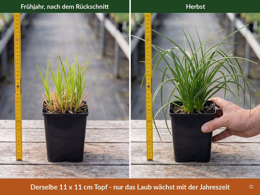 Lieferzustand im 11 x 11 cm Topf: Frühjahr etwa 10 cm, Herbst etwa 25 cm Laub