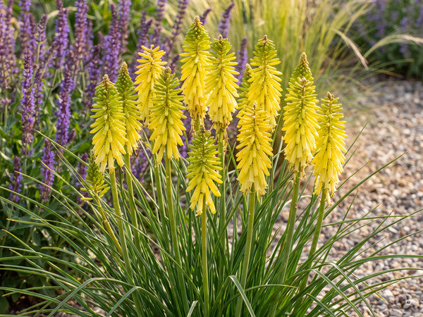 Kniphofia Lemon Popsicle - a5-spalte1-lemon