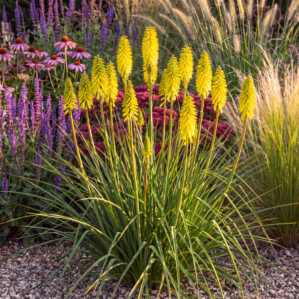 Kniphofia 'Lemon Popsicle' – blühender Horst mit zitronengelben Blütenkerzen im Staudenbeet