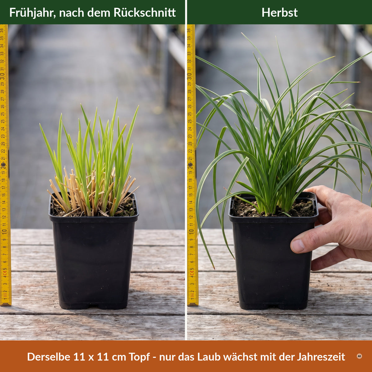 Lieferzustand im 11 x 11 cm Topf – Frühjahr nach dem Rückschnitt und Herbst