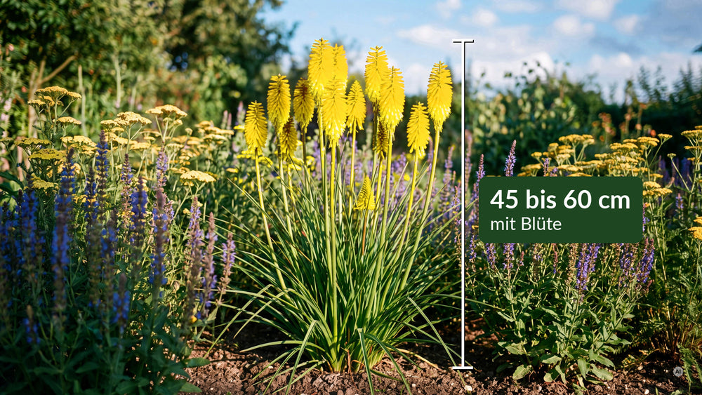 Kniphofia Lemon Popsicle - lp-04a