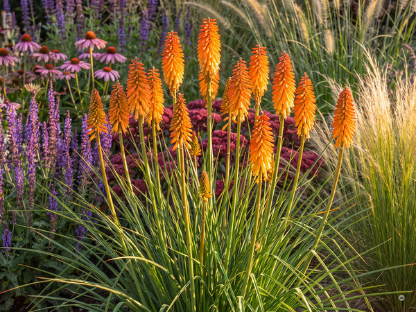 Kniphofia Mango Popsicle - a5-spalte1-mango