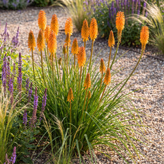 Kniphofia 'Mango Popsicle' – blühender Horst mit mango-orangen Blütenkerzen im Staudenbeet