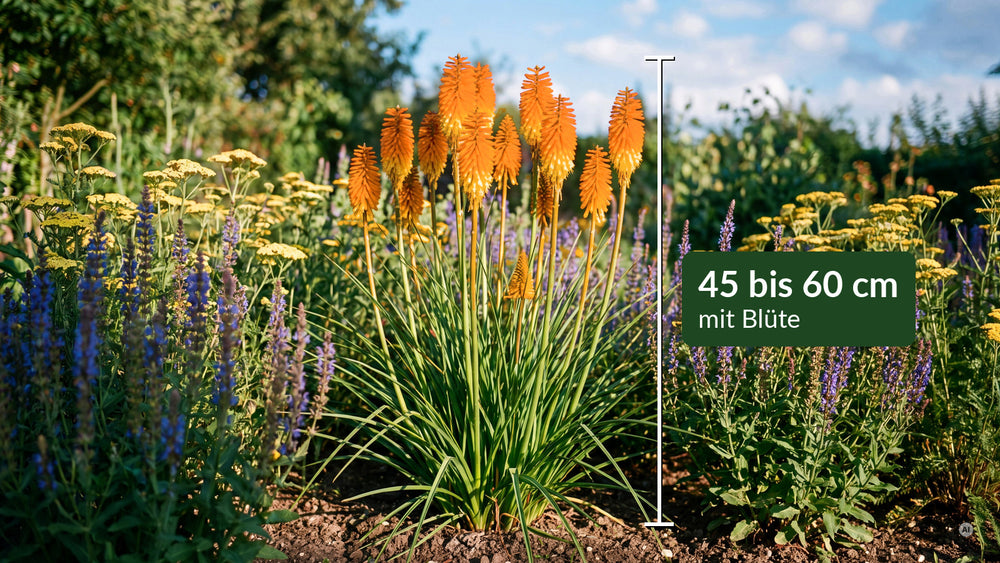 Kniphofia Mango Popsicle - lp-04a