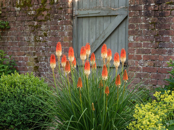 Kniphofia Orange Vanilla Popsicle - a5-spalte1-orange-vanilla