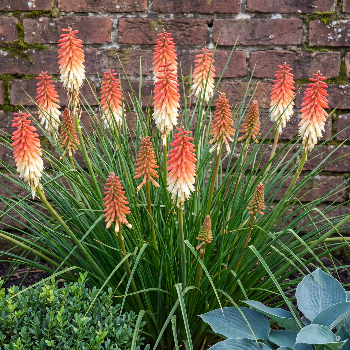 Kniphofia 'Orange Vanilla Popsicle' – blühender Horst mit korallenrot-cremefarbenen Blütenkerzen vor einer alten Backsteinmauer