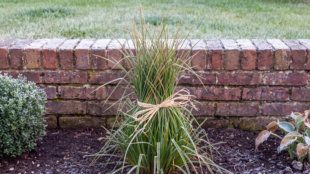 Kniphofia Orange Vanilla Popsicle - lp-04d