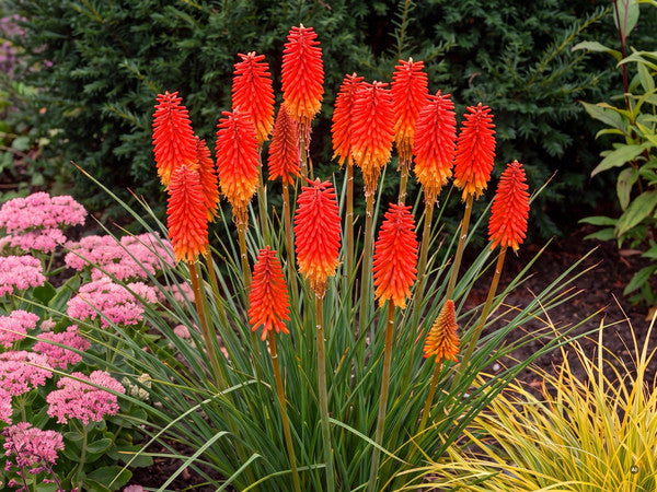 Kniphofia Papaya Popsicle - a5-spalte1-papaya