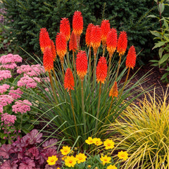 Kniphofia 'Papaya Popsicle' – blühender Horst mit orangeroten Blütenkerzen und gelbem Fuß im Staudenbeet