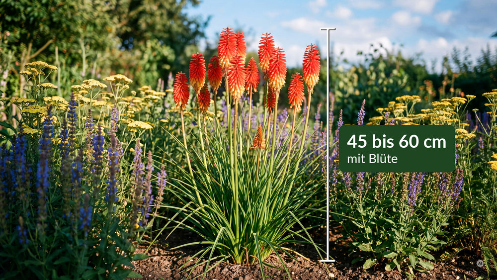 Kniphofia Papaya Popsicle - lp-04a