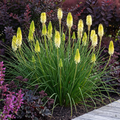 Kniphofia 'Pineapple Popsicle' – blühender Horst mit hell limettengelben Blütenkerzen vor dunkelrotem Laub