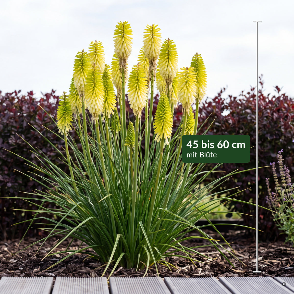Kniphofia 'Pineapple Popsicle' mit Maßbalken – 45 bis 60 cm hoch mit Blüte