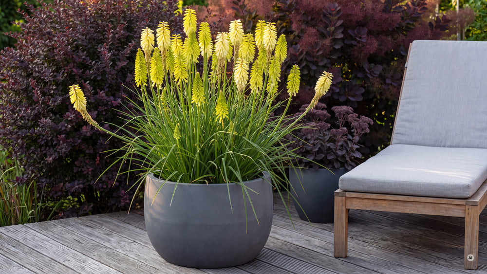 Kniphofia Pineapple Popsicle - lp-04e