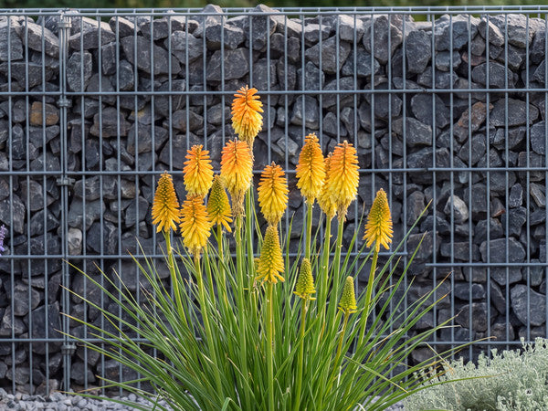 Kniphofia POCO Butter Brickle - kniphofia-poco-butter-brickle-a5-spalte1-butterbrickle