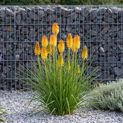 Kniphofia POCO 'Butter Brickle' – blühender Horst mit goldgelben Kerzen vor einer anthrazitgrauen Gabionenmauer