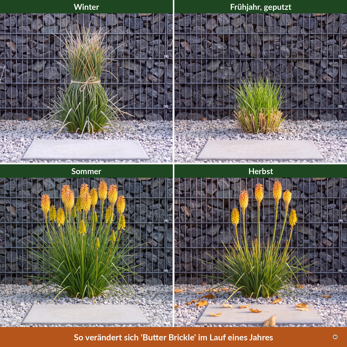 Kniphofia POCO 'Butter Brickle' im Jahreslauf – Winter, Frühjahr, Sommer, Herbst