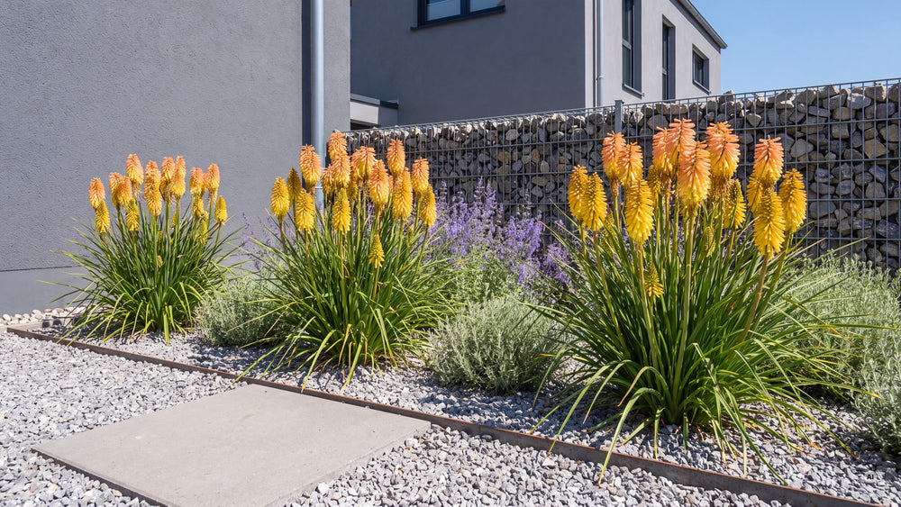 Kniphofia POCO Butter Brickle - kniphofia-poco-butter-brickle-lp-04b