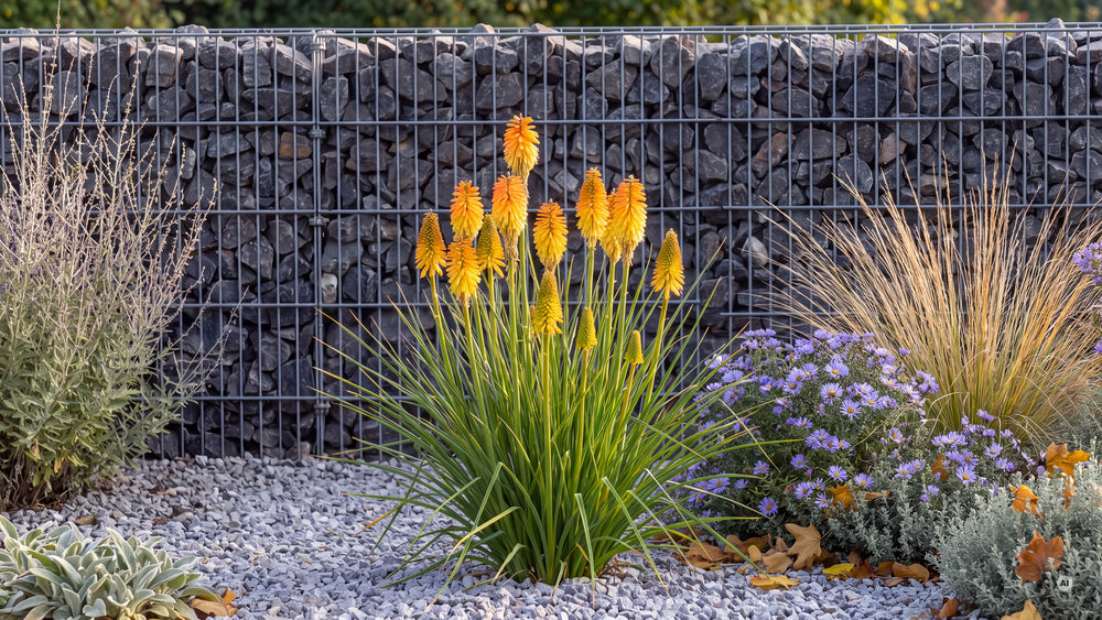 Kniphofia POCO Butter Brickle - kniphofia-poco-butter-brickle-lp-04c