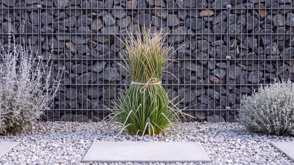 Kniphofia POCO Butter Brickle - kniphofia-poco-butter-brickle-lp-04d
