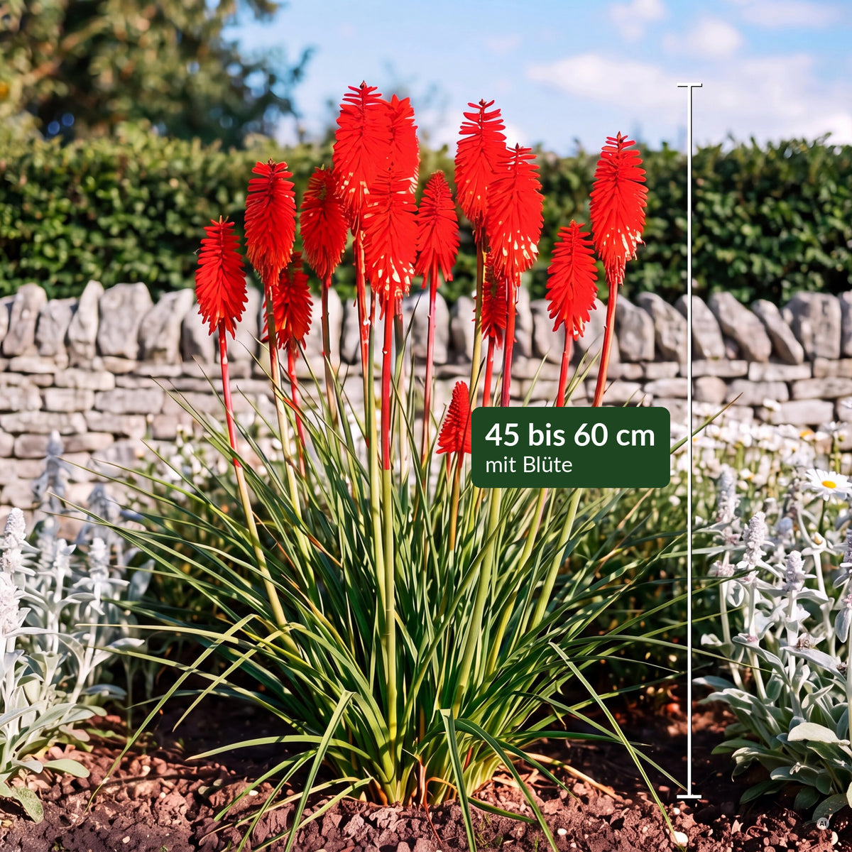 Kniphofia 'Redhot Popsicle' mit Maßbalken – 45 bis 60 cm hoch mit Blüte