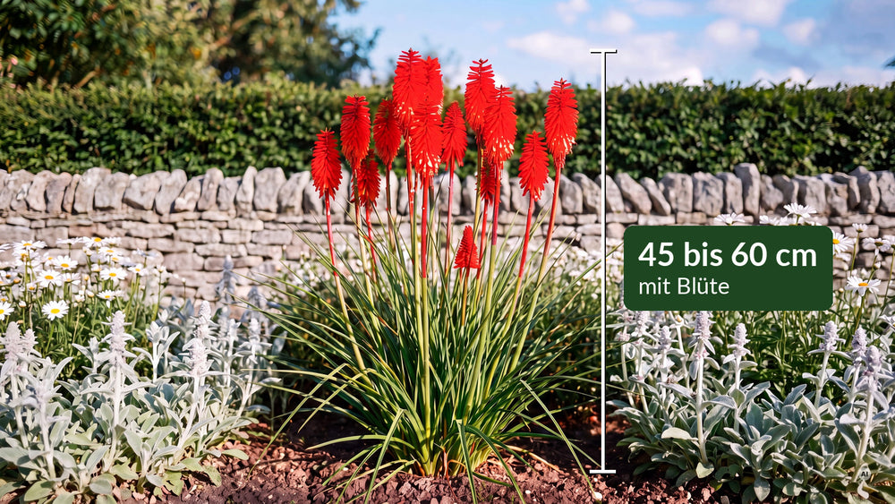 Kniphofia Redhot Popsicle - popsicle-lp-04a