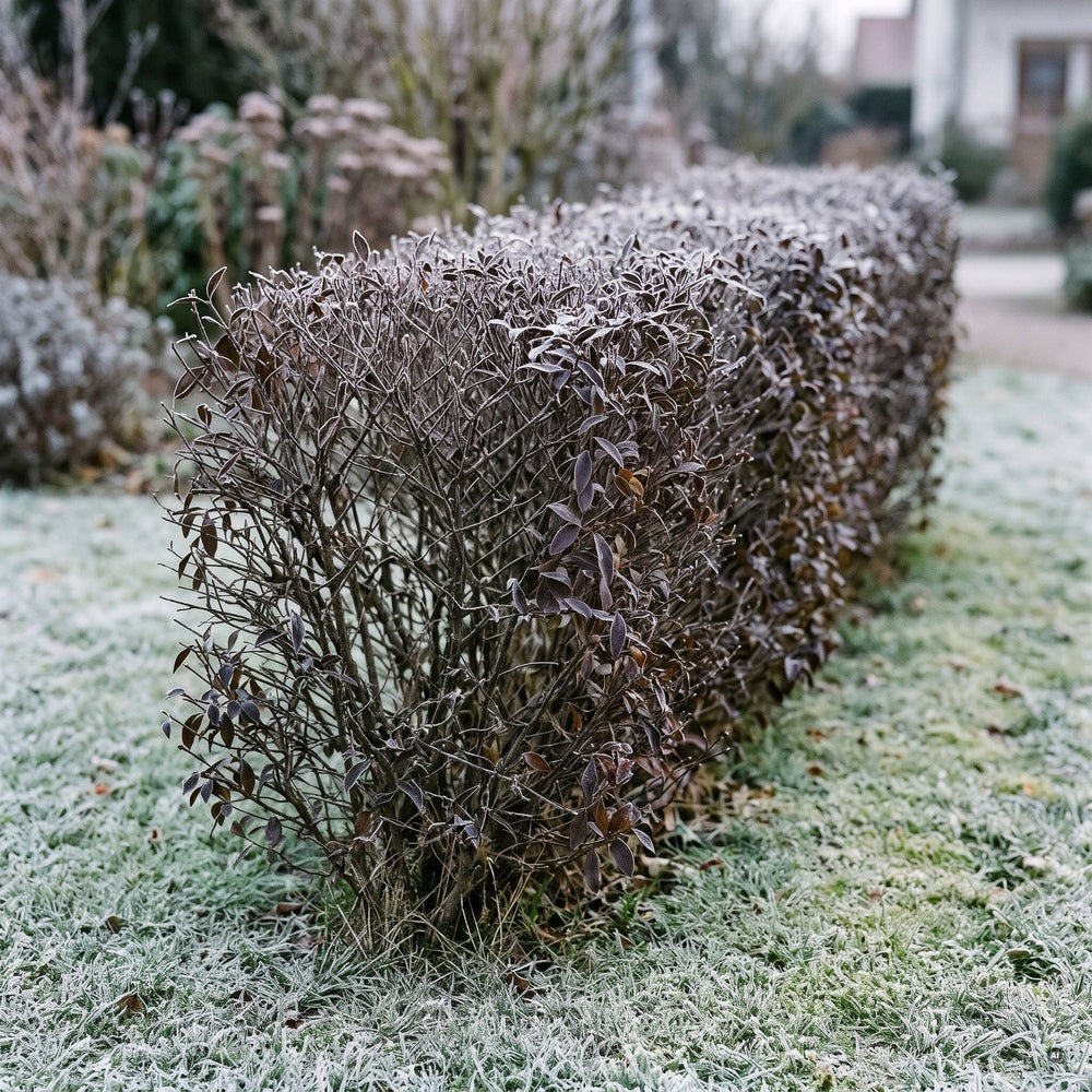 Hecke aus Schwarzgrünem Liguster im Winter mit wenigen bronze-violetten Blättern und dichtem Zweiggerüst, Raureif auf dem Rasen