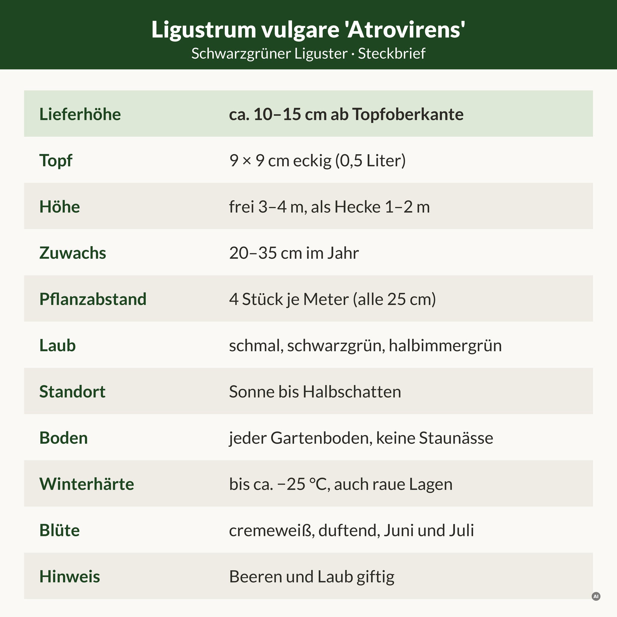 Steckbrief Schwarzgrüner Liguster: Lieferhöhe ca. 10–15 cm ab Topfoberkante, 9 × 9 cm Topf, frei 3–4 m, als Hecke 1–2 m, halbimmergrün, bis ca. −25 °C