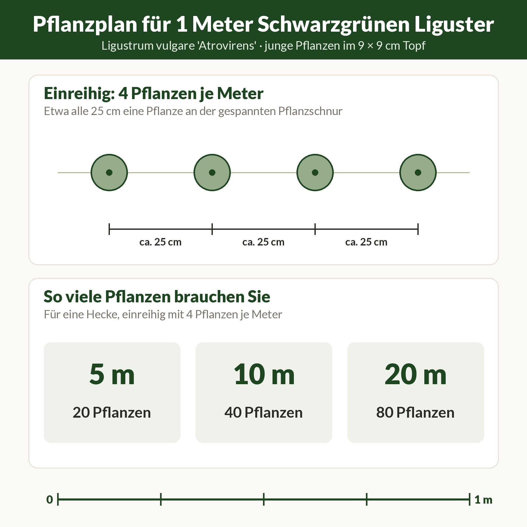 Pflanzplan für 1 Meter Schwarzgrünen Liguster: einreihig 4 Pflanzen etwa alle 25 cm; 5 m brauchen 20, 10 m 40, 20 m 80 Pflanzen